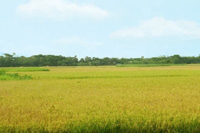 青草田